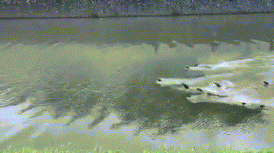 在新加坡，你見過熱戀中的水獺嗎