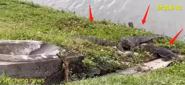 “吓人!我在新加坡市区一次看到6只大蜥蜴!”