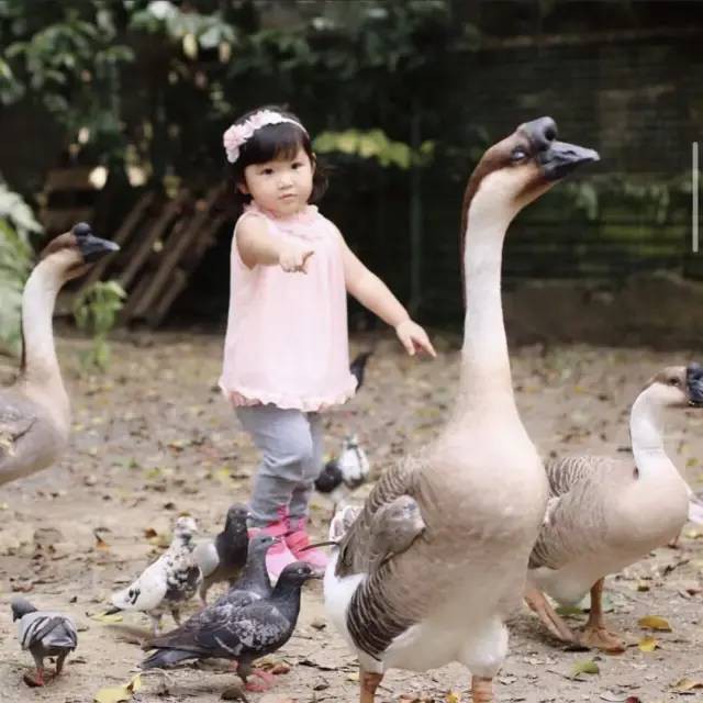 新加坡唯一动物度假村，就要说再见了……