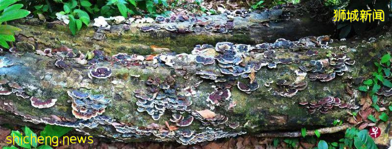 当年,郁达夫和徐悲鸿都在此处品尝味道类近荔枝的红毛丹,还双双留诗;一文了解新加坡汤申自然公园最具备文化内涵的地段