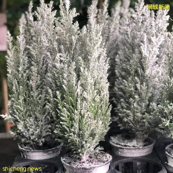 迎接溫暖聖誕季~新加坡這10個地方可以買到聖誕樹,快布置起來