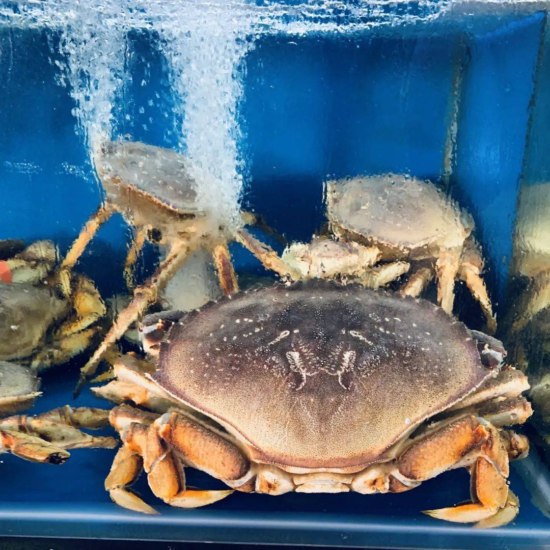 八鲜汇集,鲜闹新春 新加坡精选海鲜大优惠