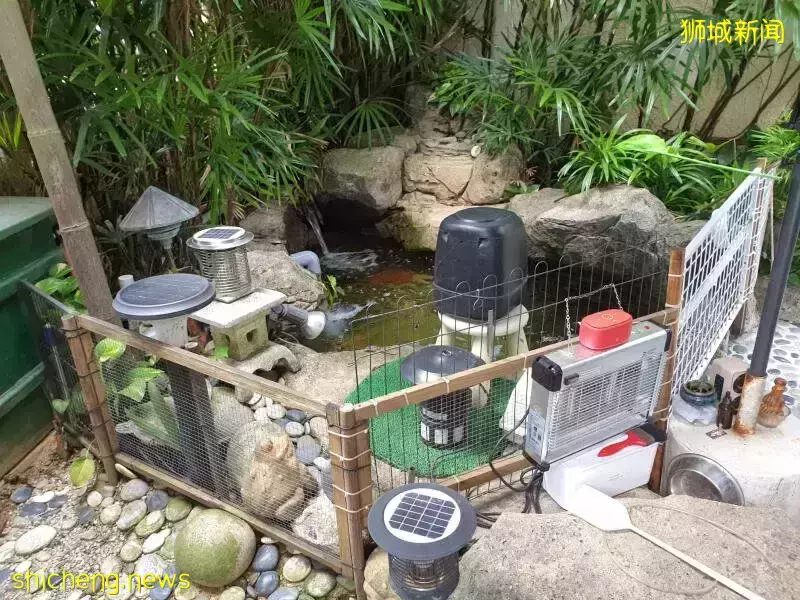 又有水獭闯私宅 神勇家犬护50尾锦鲤