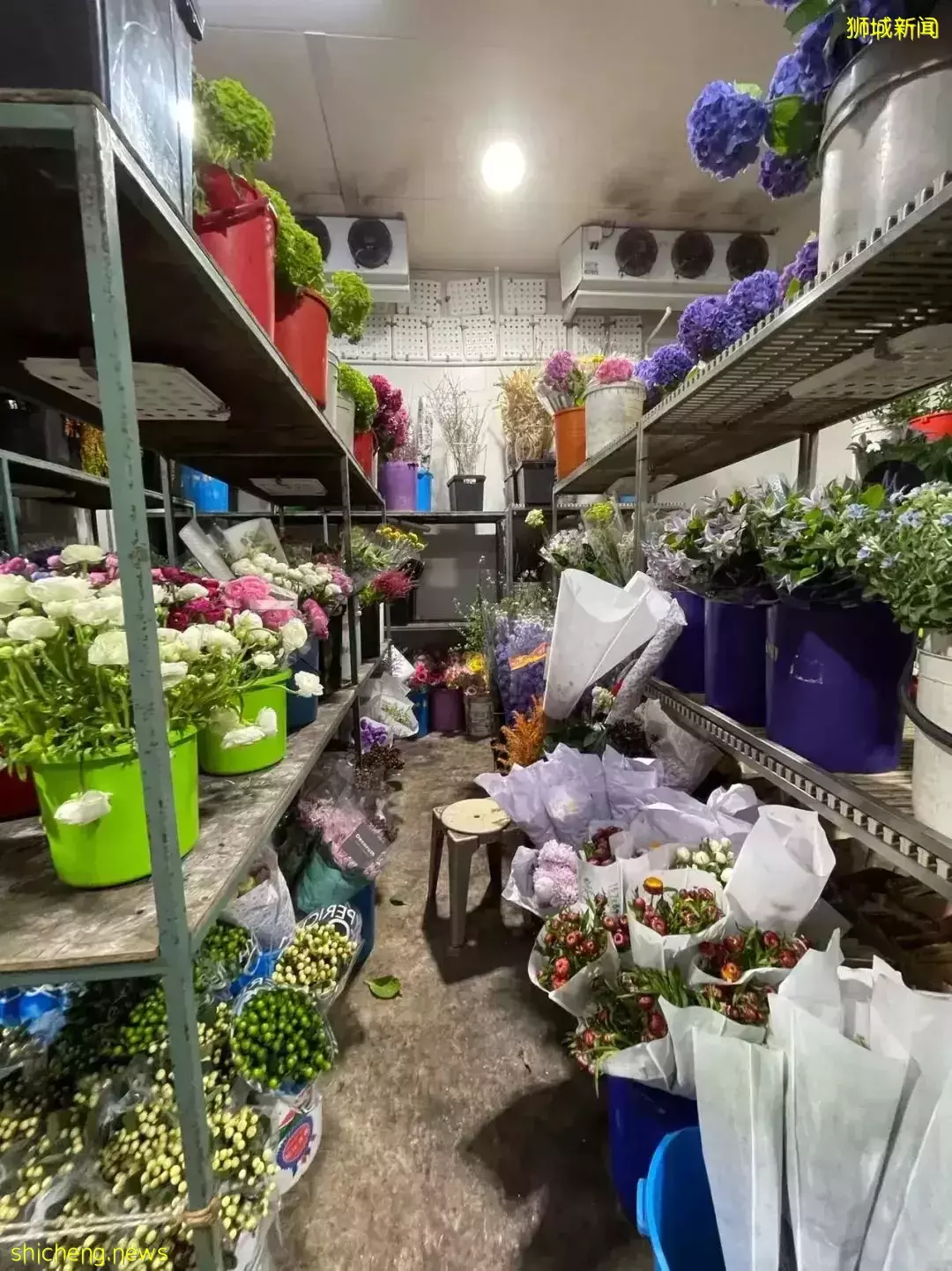鲜花在热带也能养1个月？资深花友新加坡买花、养护大揭秘