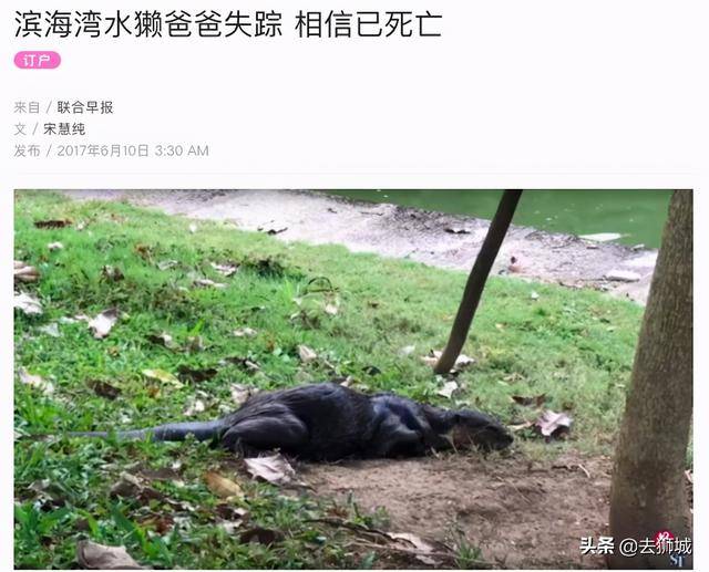 世界著名的新加坡“黑帮”败了,赢的是一群熊孩子