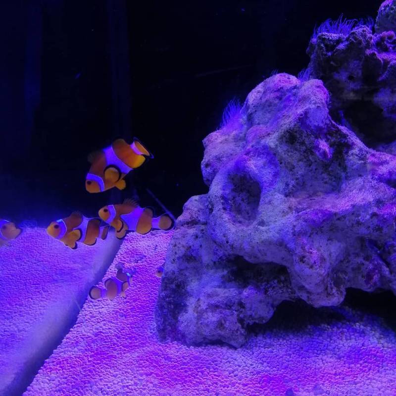 周末新玩法!新加坡仟湖魚場🐟 賞魚+魚療+搜魚體驗活動!免費入場、免費專程巴士載送