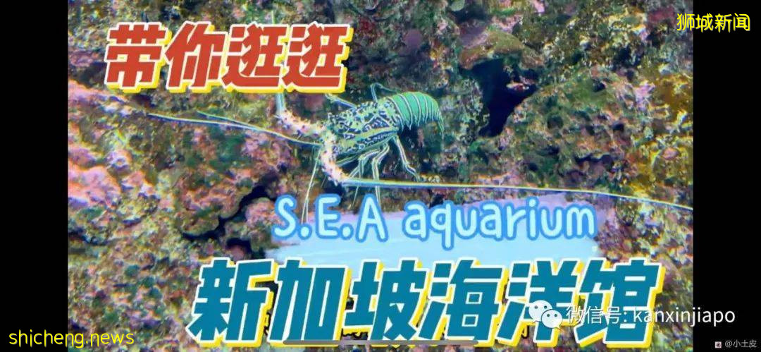 亞洲最大的海洋館,原來在新加坡