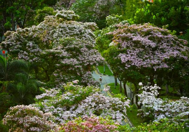 “新加坡櫻花”全島綻放中 你打卡了嗎