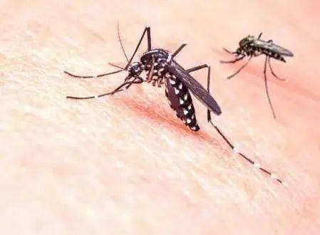 新加坡登革熱死亡病例創曆史記錄，竟有新冠患者被誤診爲登革熱