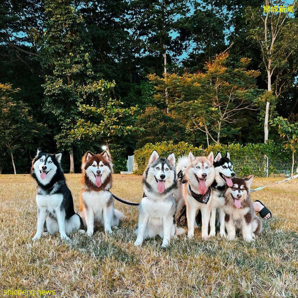 小狗也要出外透透气!精选新加坡8个遛狗公园🐕在Dog Run里快乐奔跑、尽情撒野🐾