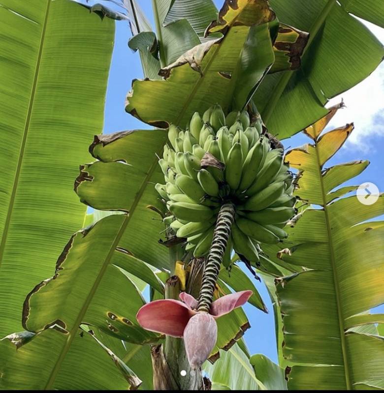 疫情過後，新加坡更讓全世界羨慕