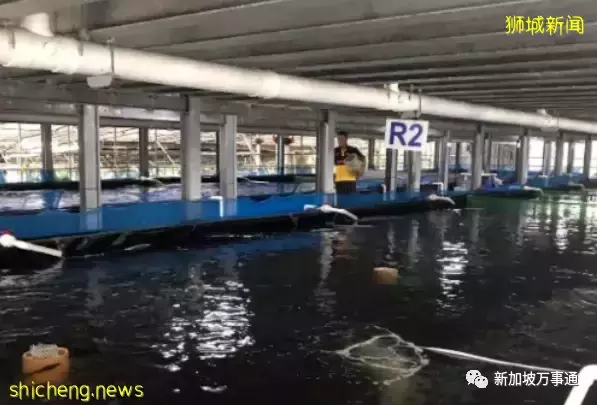 新加坡是一个袖珍国家,如何在短短57年内成为全球瞩目的存在