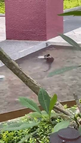 新加坡猴子是游泳健将,天天到公寓嬉水