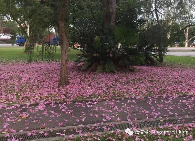 12月05号周四夜徒：文礼至裕廊湖花园 Boon Lay to Jurong Lake Gardens