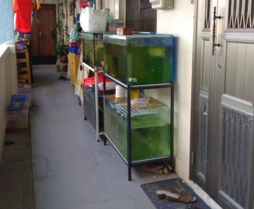 快過年了，竟有人在新加坡組屋走廊開“養雞場”，30只好熱鬧