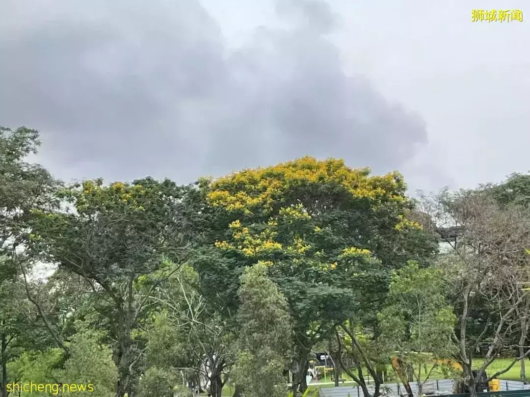 新加坡富人區驚現一匹黑馬奔騰!網友表示:好羨慕花園城市