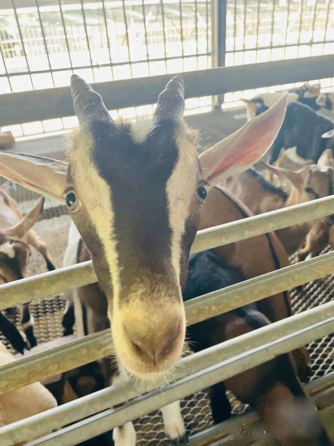 新加坡有機農場牧場？還能和羊咩咩親密接觸