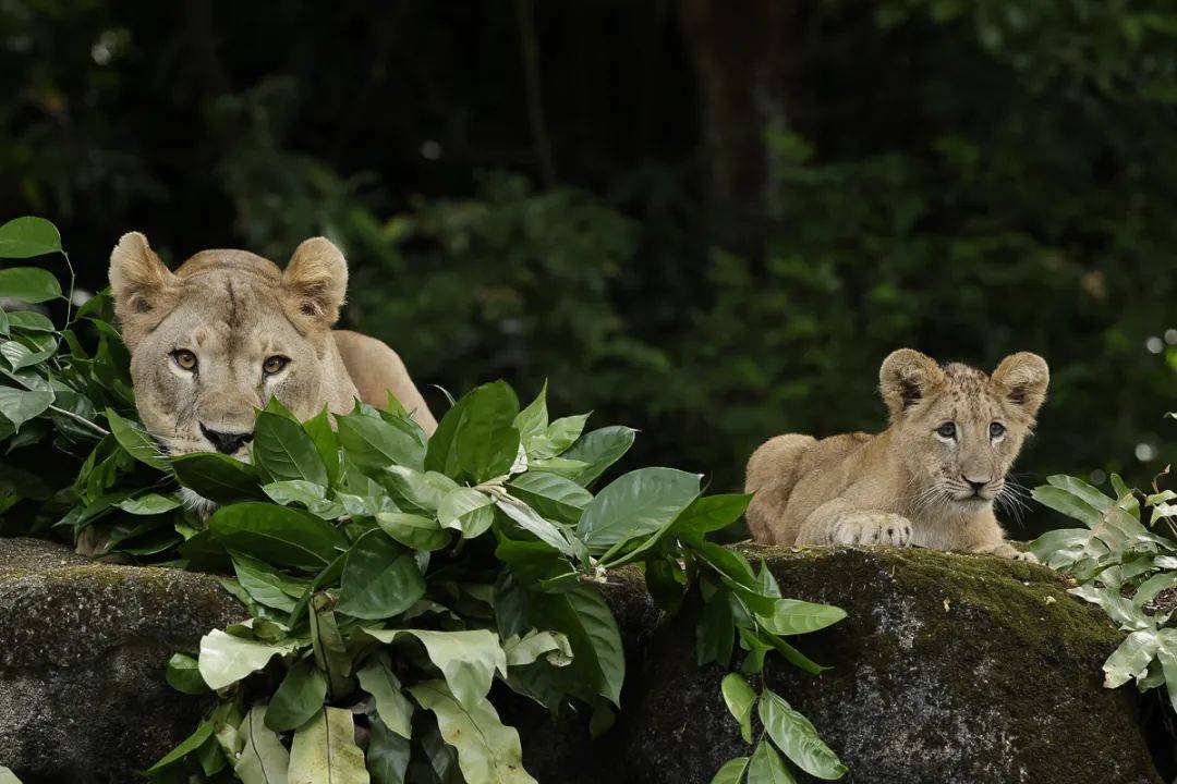 新加坡第一只通過輔助生殖技術誕生的非洲獅崽來啦
