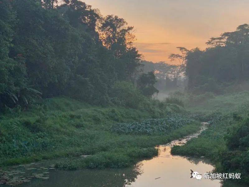 新加坡隐藏版秘境 绝美的金文泰森林