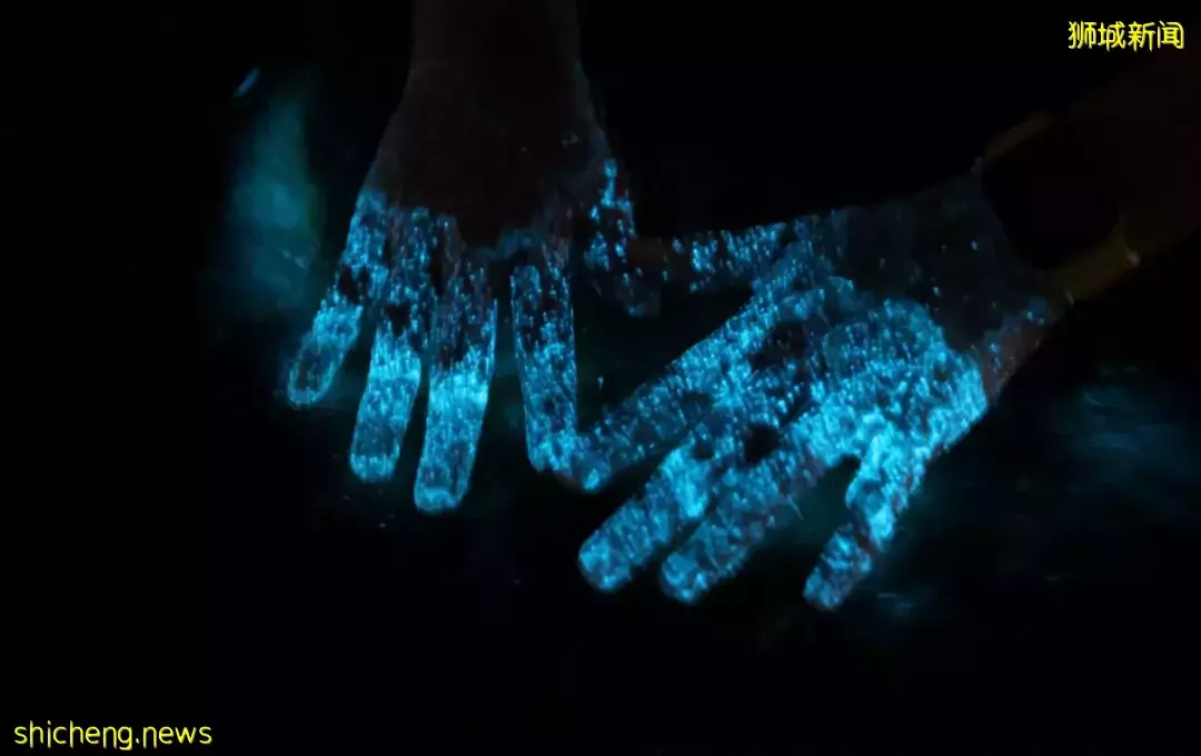 新加坡現“藍色螢光”海浪!這裏擠滿了人,沿路交通擁堵