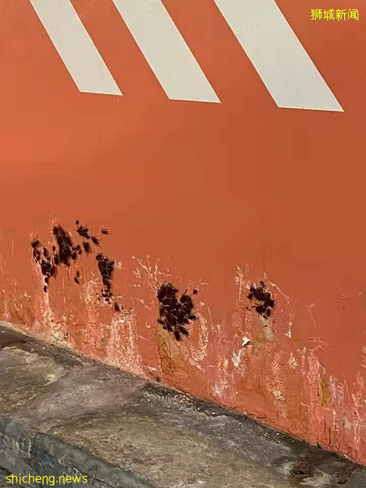 密集恐懼症慎入！商場停車場蟑螂黑乎乎爬滿牆，就問你怕不怕