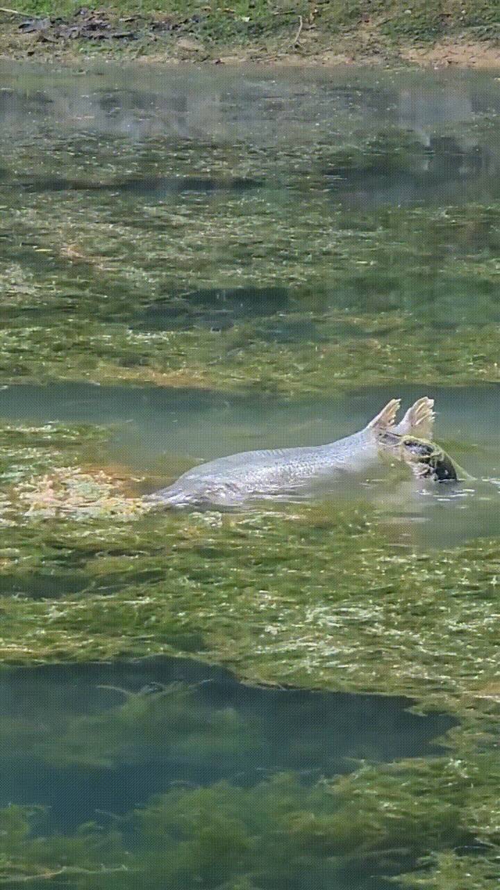 新加坡蓄水池出現恐怖形狀的怪物魚!怎麽來到新加坡的
