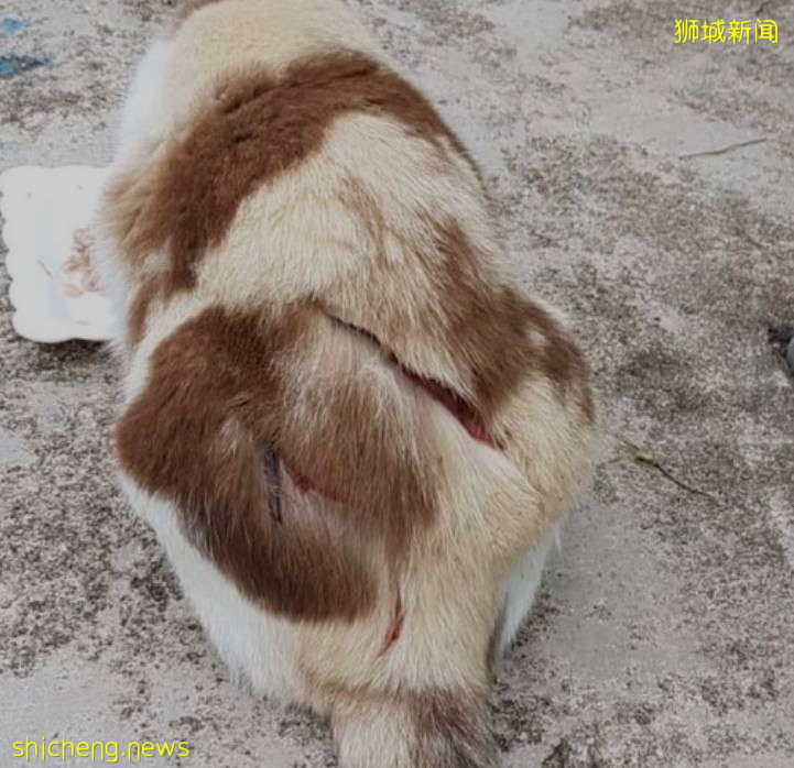 新加坡狂徒虐猫十余起，网友绘制“砍猫地图”全城“通缉”