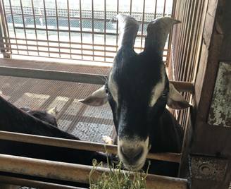 擠羊奶、餵山羊、看打架！我和孩子在新加坡找到了800多只山羊