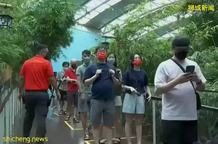 新加坡动物园里看老虎,虎气满满过新年