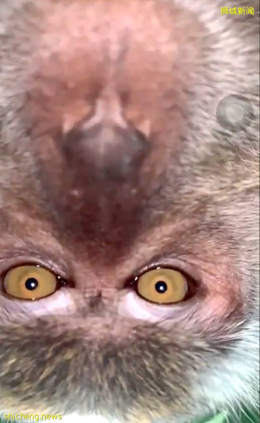 震惊!新加坡猴子生吃活鸡!它们还会偷包、偷手机、偷面包