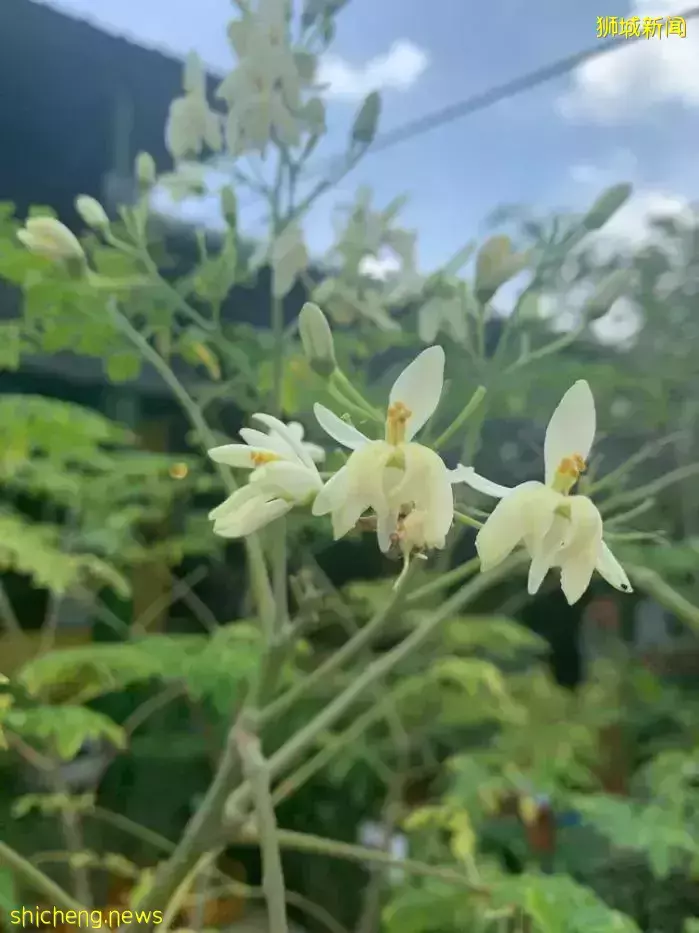 《即刻隨心所想，心想獅城》新加坡生態遊系列2