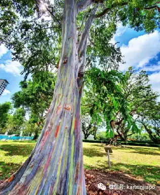 新加坡十大网红打卡圣地全览:绝美彩虹散落在人间