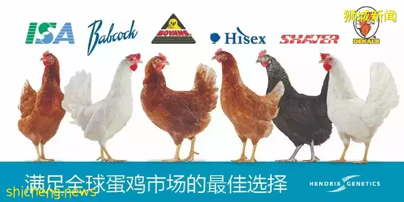 亚洲首座植物蛋白生产厂落地新加坡  抢占大比率鸡蛋市场份额