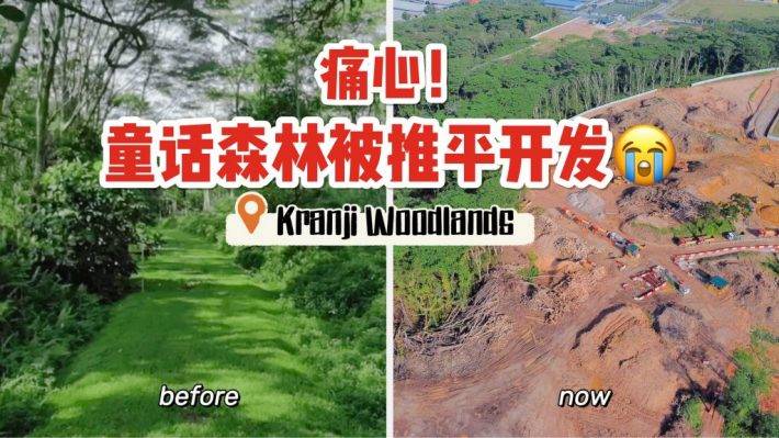 Kranji附近一片原始森林突然被清空開發！本地自然愛好者們表示十分震驚，可惜了