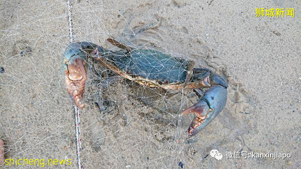 数十只幼年礁鲨、螃蟹、鱼在新加坡外岛被长500米刺网勒死