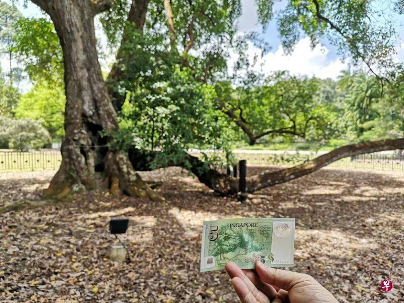 新加坡是花園城市，但你可知道承載最多集體回憶的“五棵樹下”在哪裏