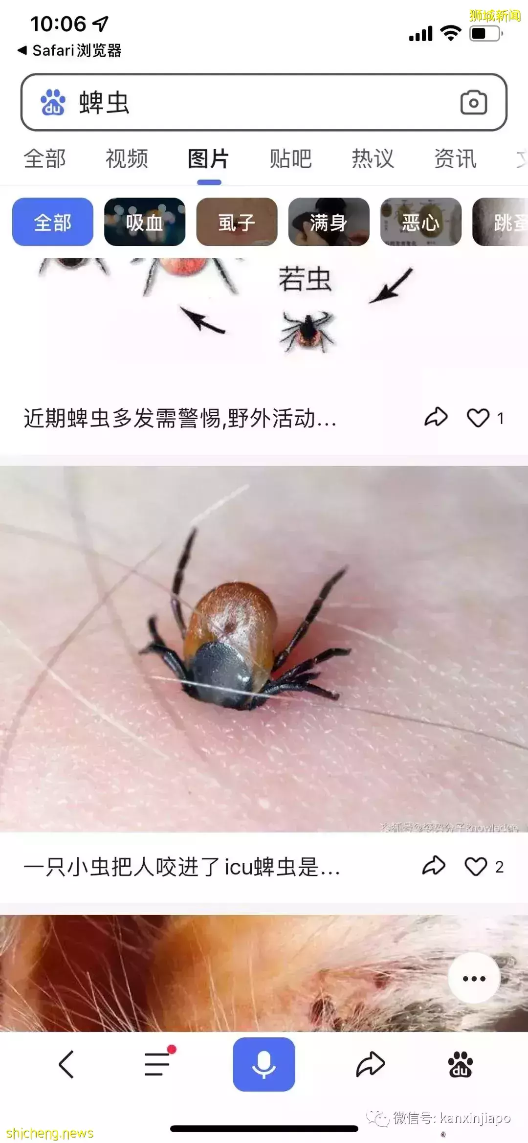 小心!被这种小虫子叮咬可能会丧命