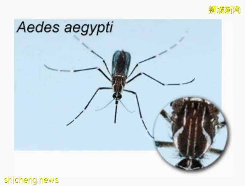 今增347，累計40197 | 新加坡骨痛熱症創下曆史新高，高峰期可達5個月!