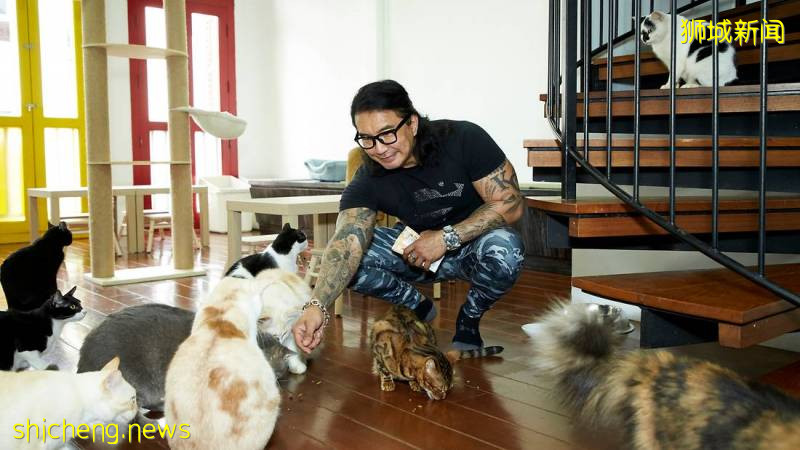 新加坡一家猫旅舍转型成为暖心猫咖!22只可爱小猫等你来RUA