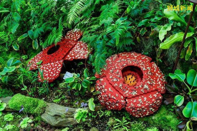 多味缤纷新加坡