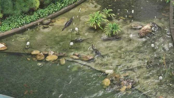 闯入公寓泳池、吃光鱼塘锦鲤!这群玩意在新加坡太嚣张了