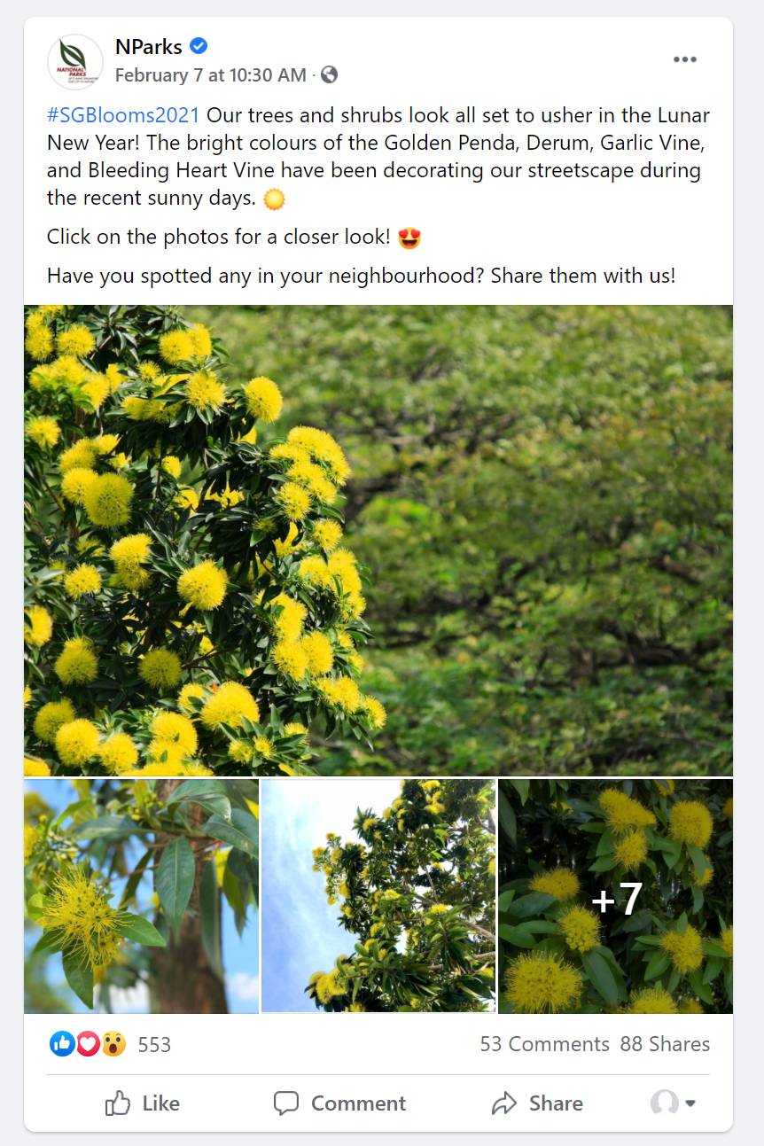 快看!新加坡到处都开花了,一大波美图刷屏