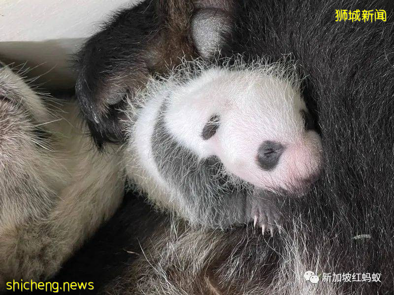 “新加坡制造”的熊貓幼崽官宣性別！　總理高興得像抱孫的爺爺
