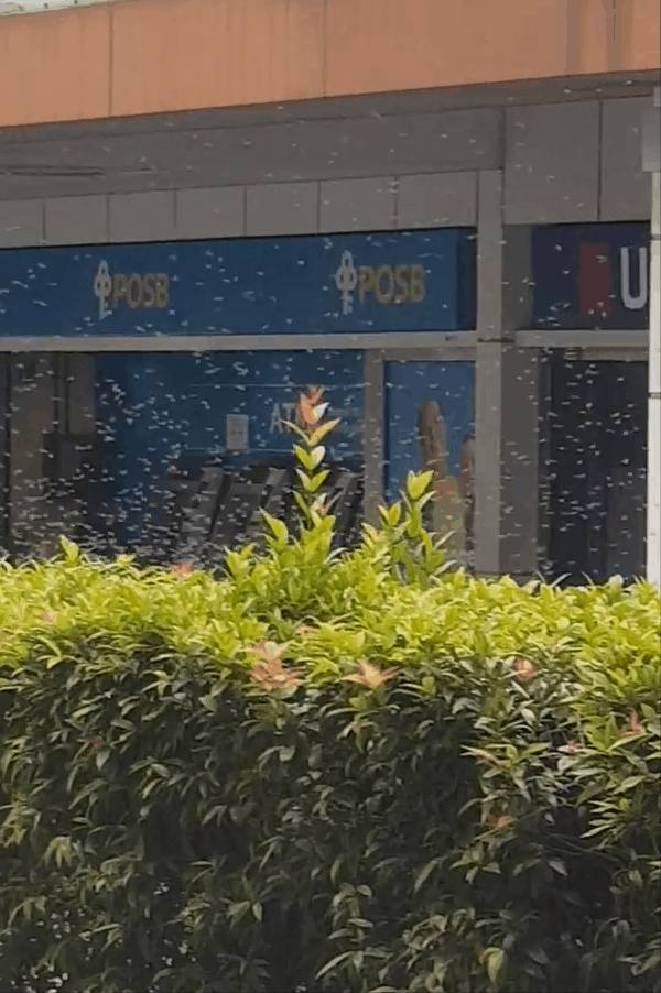 多图慎入...新加坡惊现超大蜜蜂群,漫天乱飞密密麻麻