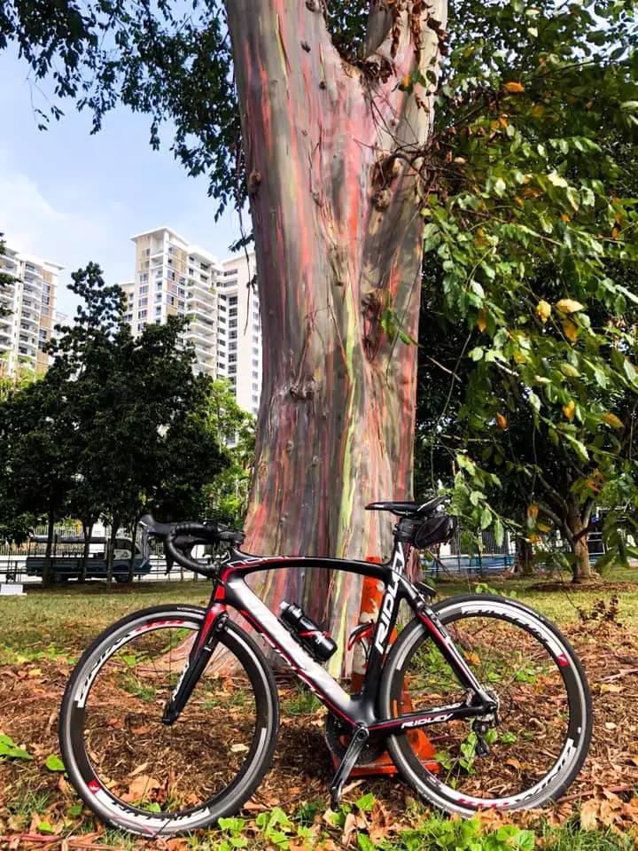 新加坡最美打卡樹集合 一起來看看吧