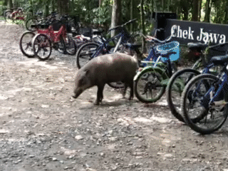 榴梿、野豬、猴子、各種魚蟹……體驗“新加坡最後的農村”