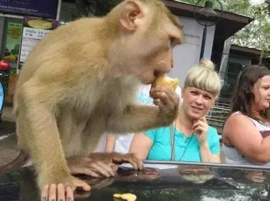 在新加坡上公厕,突然有条蛇从马桶钻出!吃饭又遇猴子…没法呆了