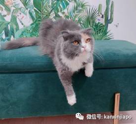 【下周活动】雪糕买一送一、单人火锅$9.9起、黛珂精华液买一送三