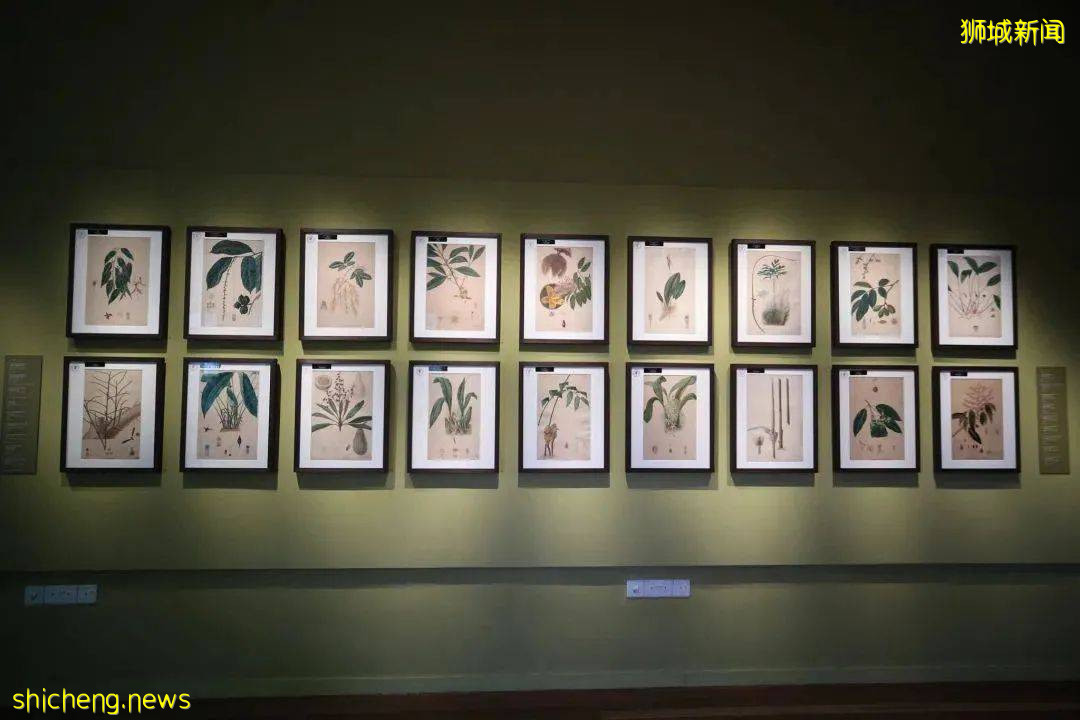 叢林遊樂場、自然博物館、山路徒步……新加坡這個公園翻新後更好玩啦