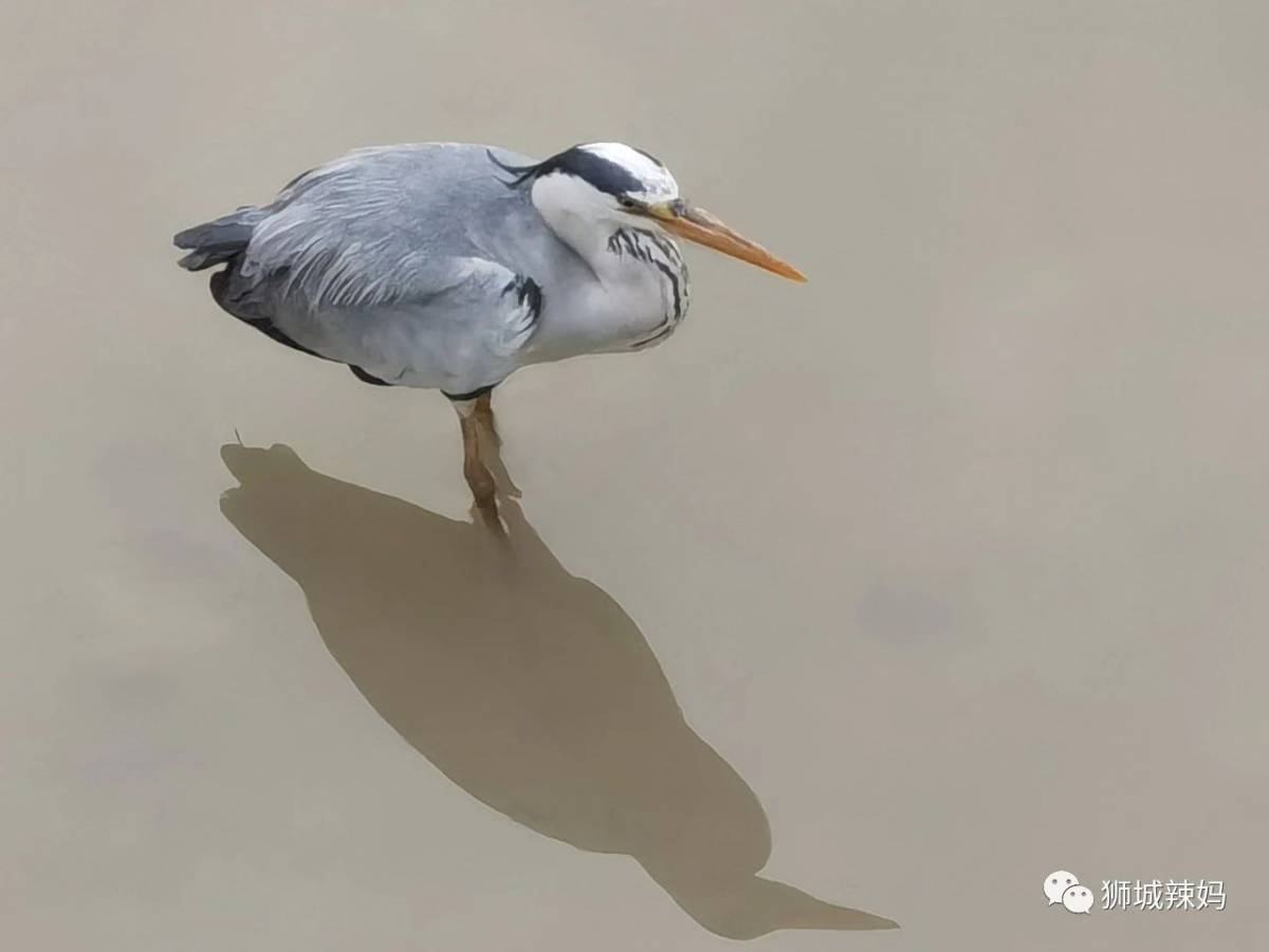 新加坡最好玩的海灘公園!趕海、騎馬、劃艇、樹籬迷宮、燒烤露營,超適合家庭出遊